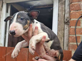 3 gorgouse male ready now