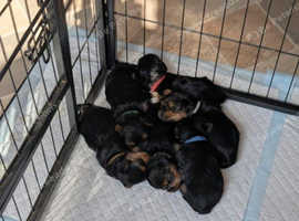 Pedigree Yorkshire terrier pups 3 still available