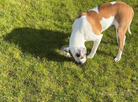 Lovely 7 month old American bulldog