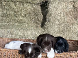 KC Registered English Springer Spaniels