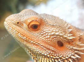Lovely Bearded Dragon Morph and Set Up
