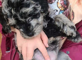 Westiepoo for sale near hot sale me