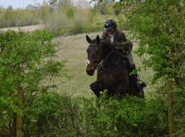 Attractive 16.2hh 6 year old Irish sport horse gelding