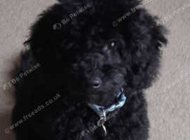 Black and white toy poodle puppies for sale hotsell