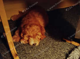 Male cockapoo