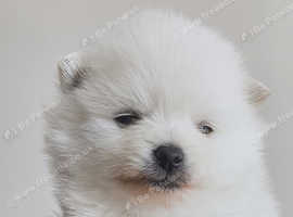 KC white Pomeranian boy
