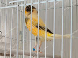 Yorkshire canaries
