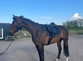 Irish Sport Horse