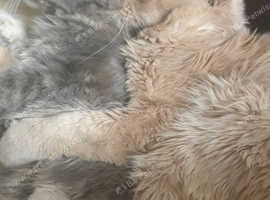 7 months female Main coon, grey-white- creamtabby