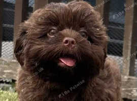 1 little shihpoo boy left now