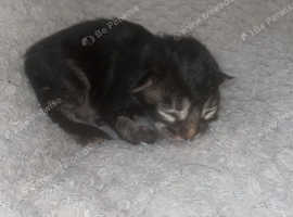 Norwegian Forest Mix Kittens - Reserve Now!