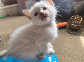 Beautiful babies ready soon 2 boys 2 girls.