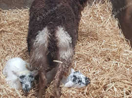 Soay ewe with cross bred lambs at foot sheep