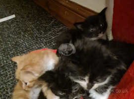 There are 5 beautiful kittens for sale