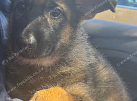 Well bred KC register German shepherd puppies