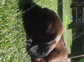 Bavarian Mountain hound puppies
