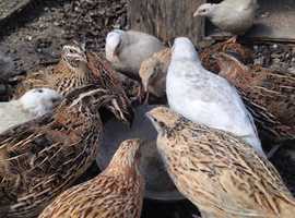 Coturnix Quails for sale Leicester, Day old - Adults
