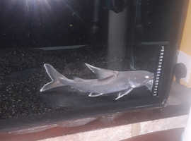 Shark , Rare stormil sharkcatfish, an tank