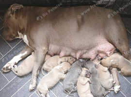 Suluki greyhound bull