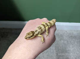 Thick Toed Gecko
