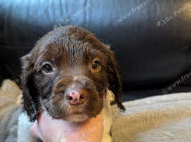 Springer fashion spaniel puppies north west