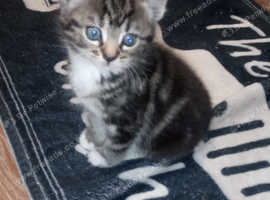 Mixed maine coone