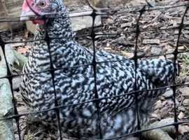 Cuckoo Marans BANTAM Cockerels