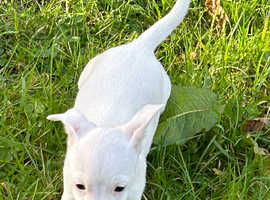 Miniature pure white jack Russell