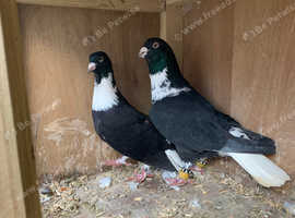 Syrian Pigeons for sale
