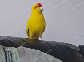 Kakariki