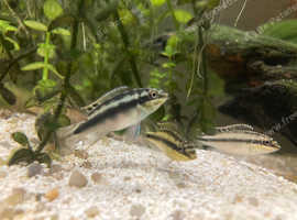 Kribensis Juveniles