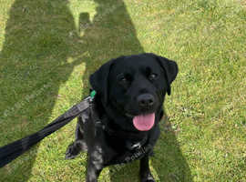 Labrador female