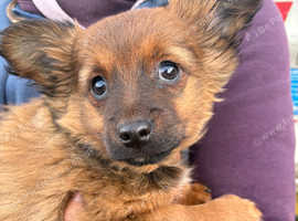 Pomeranian cross 4 month boy