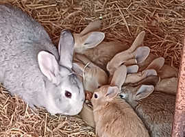 10 weeks old Rex rabbits