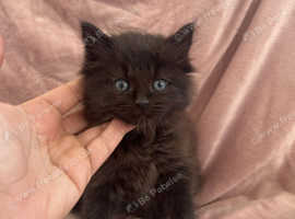 Maine coon x ragdoll 1 girl available