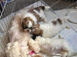 Shihtuz