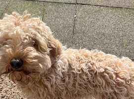 Lancaster cavapoo cheap