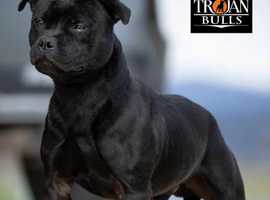 Blue staffy stud clearance dogs near me