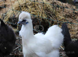 3 POL silkie hens/chickens