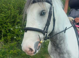 14.1/14.2h 6 year old ride and drive cob gelding