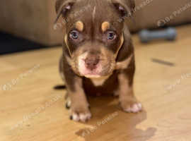 Pocket bully puppies