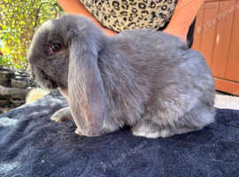 French lop kits