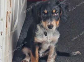 5 month old sprollie