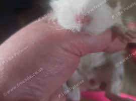 Baby guinepigs