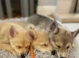F2 Pomsky Puppies 2 girls ready to go to there forever homes