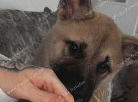 Akita puppies for cheap sale uk kennel club