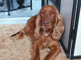 Spayed Cocker Spaniel Female For Rehoming.