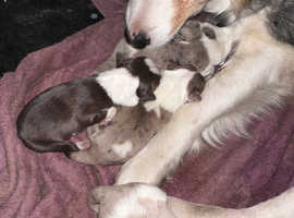 Red Merle Collie pups