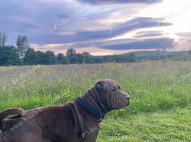2 1/2 year old female sharpei