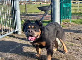 Olde English bulldog